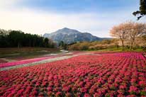 芝桜の丘