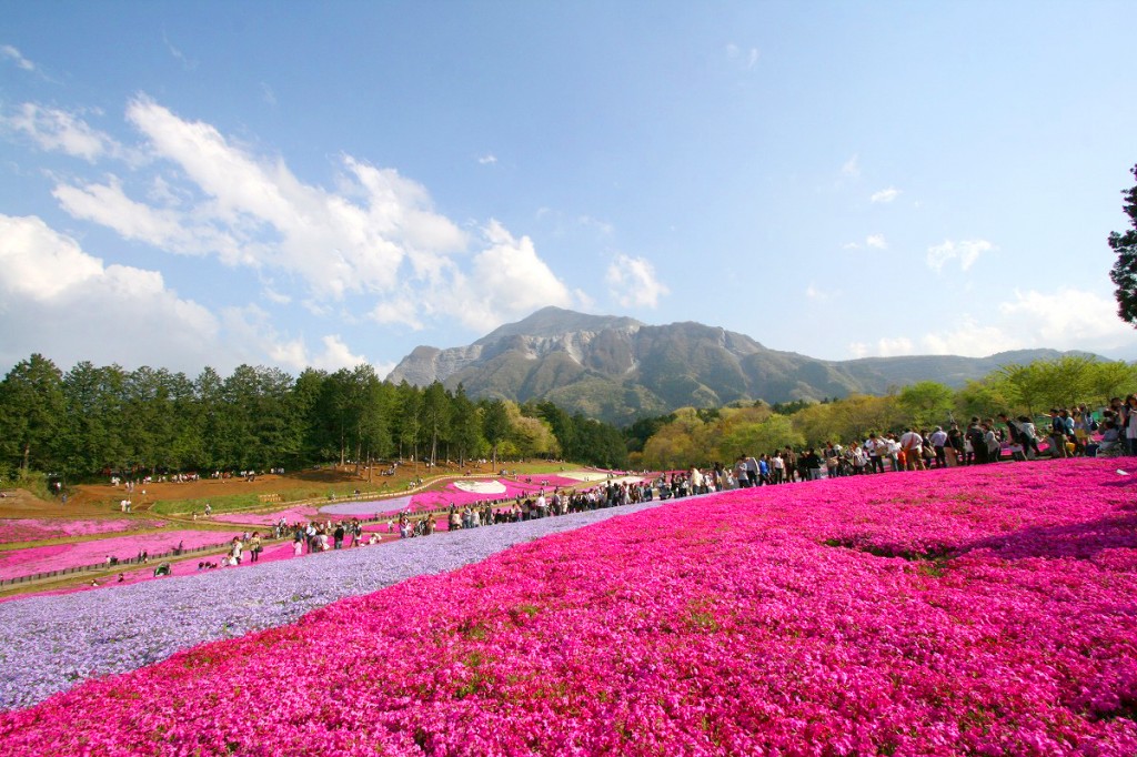 羊山公園・芝桜の丘