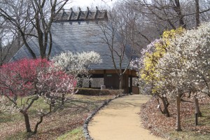 秩父ミューズパーク梅園