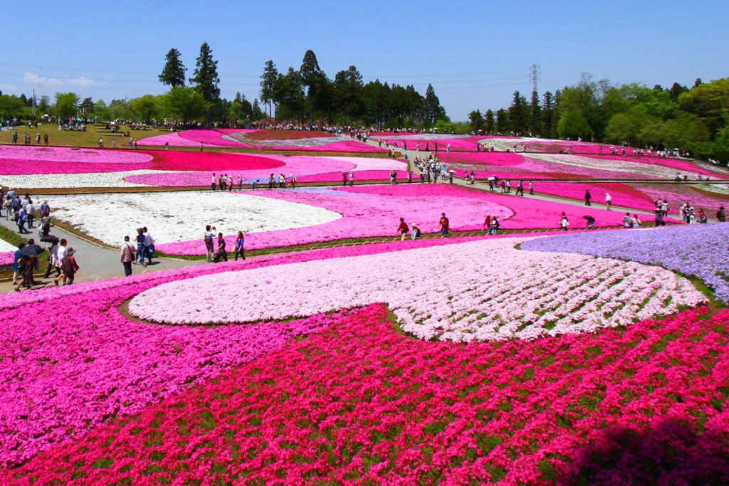 芝桜の丘