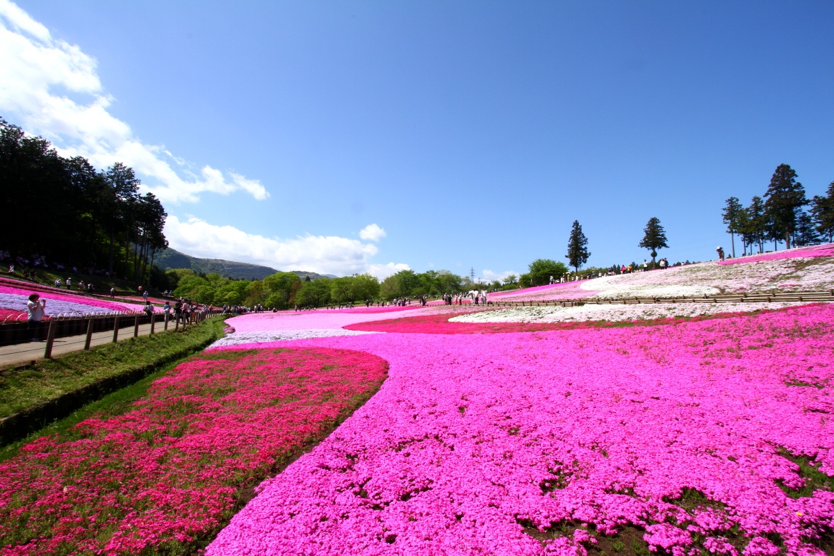 秩父芝桜年 開催中止 ナチュラルファームシティ農園ホテル